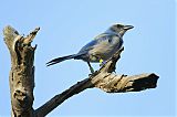 Florida Scrub-Jayborder=